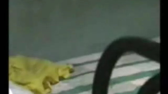 یما Evins بلی کو دانلود رایگان فیلم سکسی جدید ظاہر کرتا ہے منڈوا نہیں