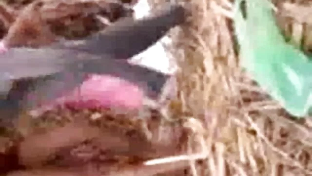 ایک تحفہ کے لئے دوربین مخفی سکسی خارجی اپنے پریمی