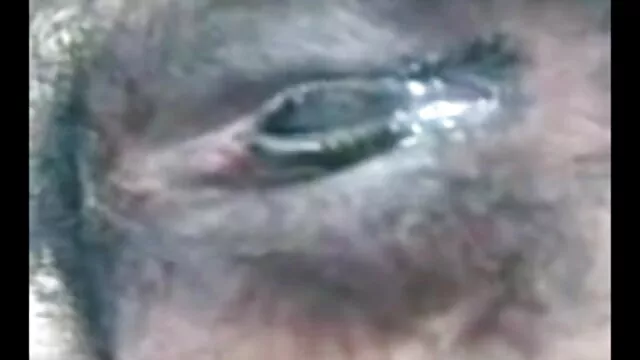 ٹیٹو فیلم سکسی تو جنگل برانڈی Aniston بڑی چوچیان کے ساتھ