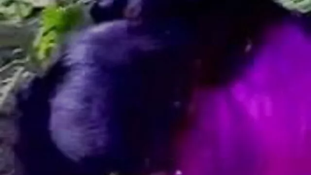 برف سفید دانلود فیلم سکسی از شهوانی بیانکا